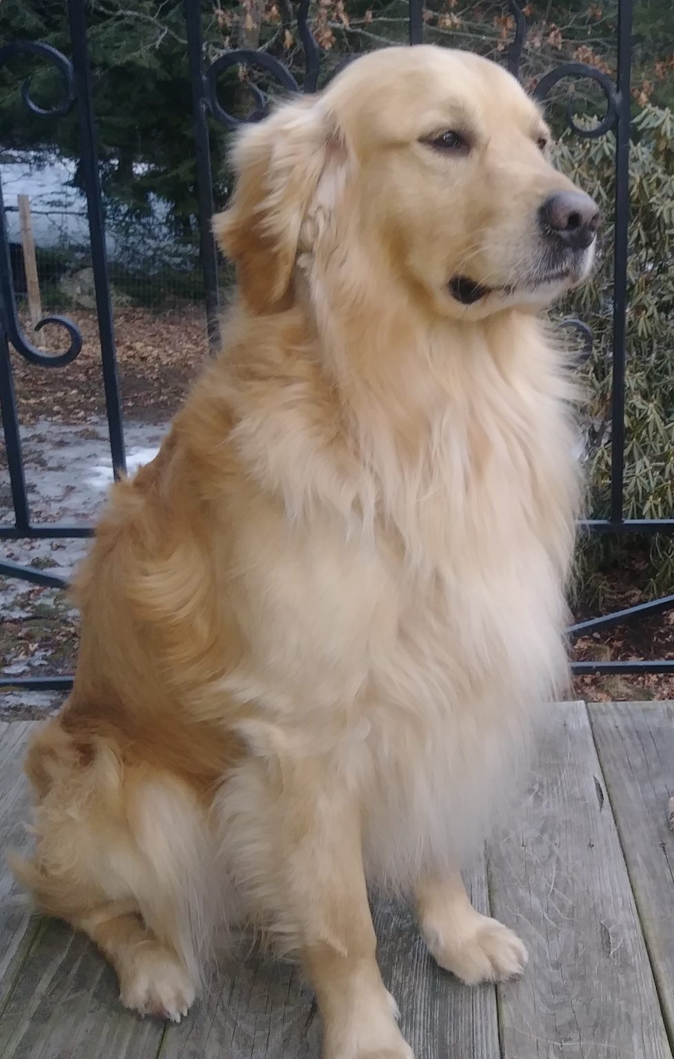 Tucker Timber Trails Golden Retrievers